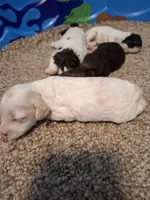 Sophie, a female Cockapoo for sale in Statesville, NC – 4 of 10