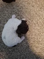 Bella, a female Cockapoo for sale in Statesville, NC – 9 of 10