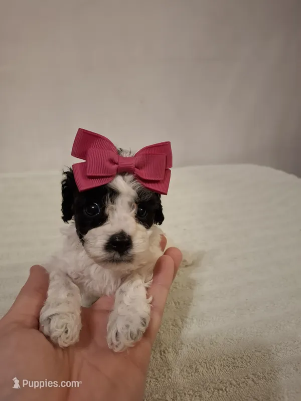 Dolly – Cockapoo puppy for sale in Statesville, NC