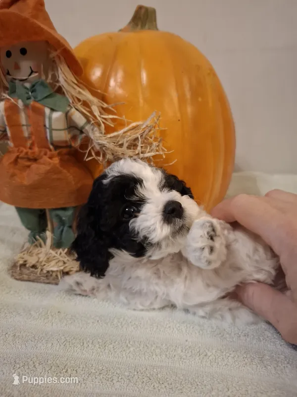 Dolly – Cockapoo puppy for sale in Statesville, NC