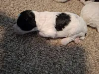 Rosie , a female Cockapoo for sale in Statesville, NC – 2 of 10