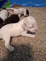 Sophie, a female Cockapoo for sale in Statesville, NC – 9 of 10