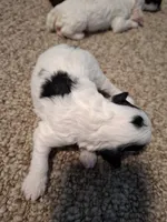 Benji, a male Cockapoo for sale in Statesville, NC – 2 of 10