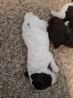Dolly, a female Cockapoo for sale in Statesville, NC – 6 of 10
