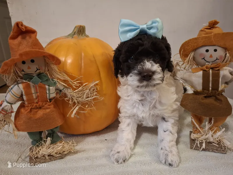 Bella – Cockapoo puppy for sale in Statesville, NC