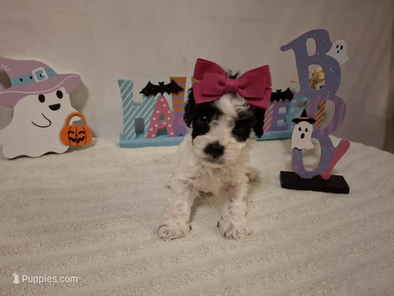 Dolly – Cockapoo puppy for sale in Statesville, NC