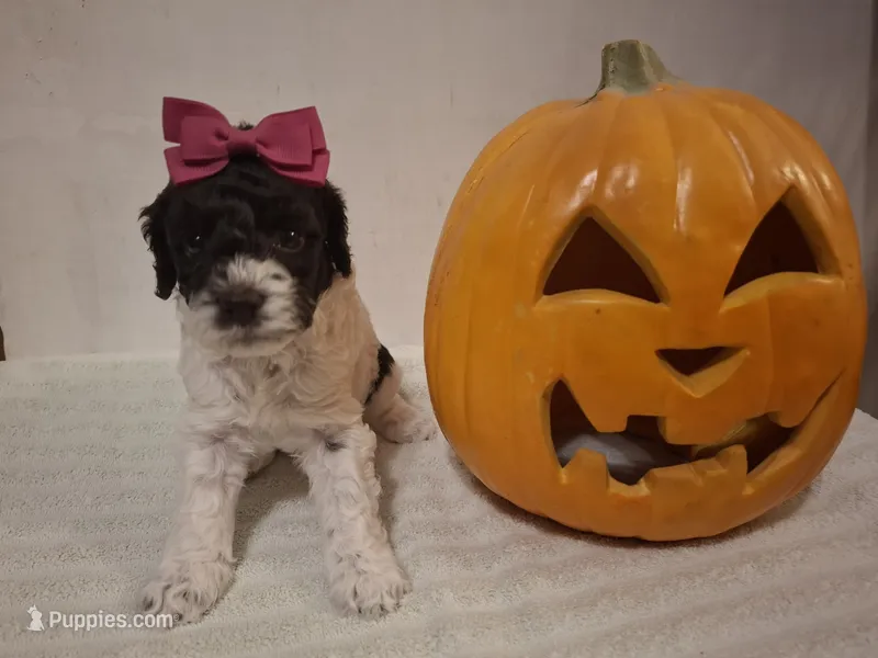 Bella – Cockapoo puppy for sale in Statesville, NC