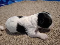 Rosie , a female Cockapoo for sale in Statesville, NC – 4 of 10