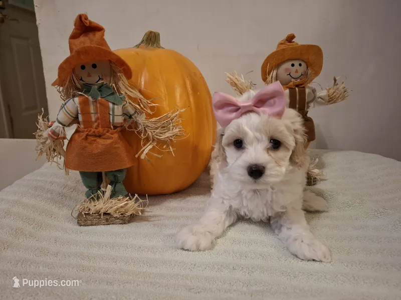 Sophie – Cockapoo puppy for sale in Statesville, NC