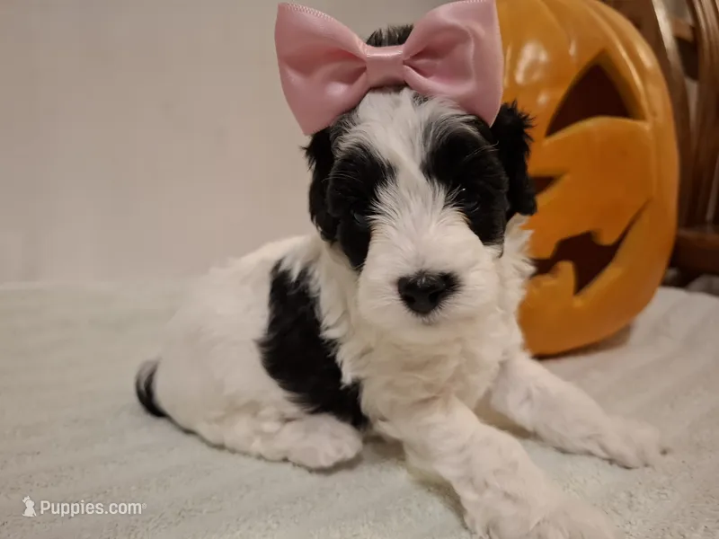 Rosie  – Cockapoo puppy for sale in Statesville, NC