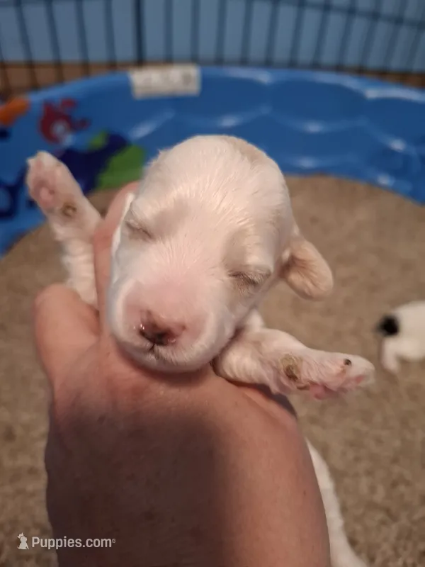 Sophie – Cockapoo puppy for sale in Statesville, NC