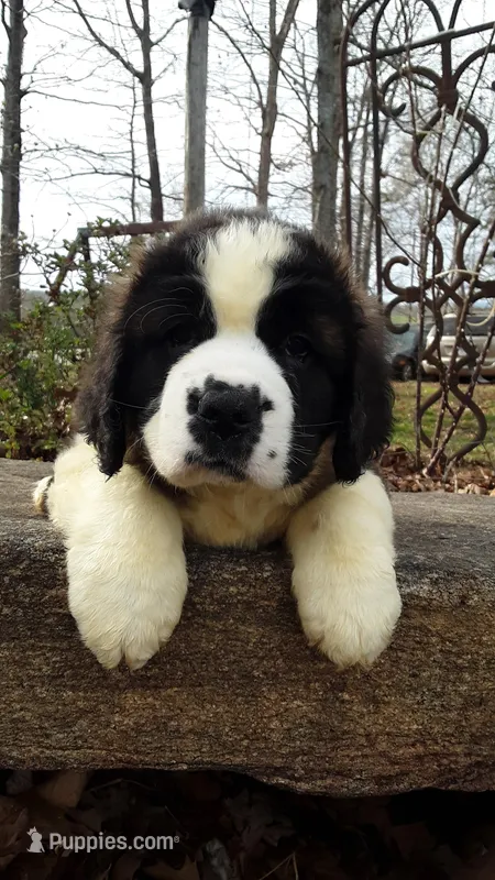 Rose – Saint Bernard puppy for sale in Statesville, NC