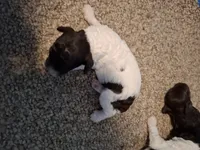 Bella, a female Cockapoo for sale in Statesville, NC – 8 of 10