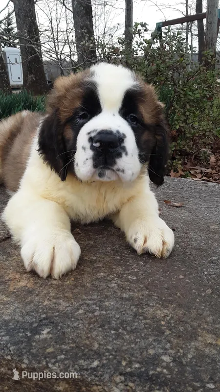Maverick – Saint Bernard puppy for sale in Statesville, NC