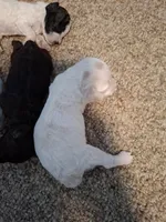 Sophie, a female Cockapoo for sale in Statesville, NC – 6 of 10
