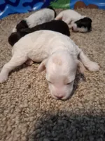 Sophie, a female Cockapoo for sale in Statesville, NC – 7 of 10
