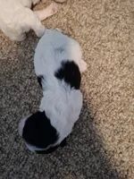 Rosie , a female Cockapoo for sale in Statesville, NC – 3 of 10