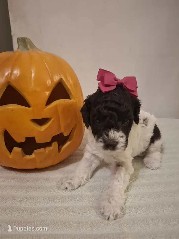 Bella – Cockapoo puppy for sale in Statesville, NC
