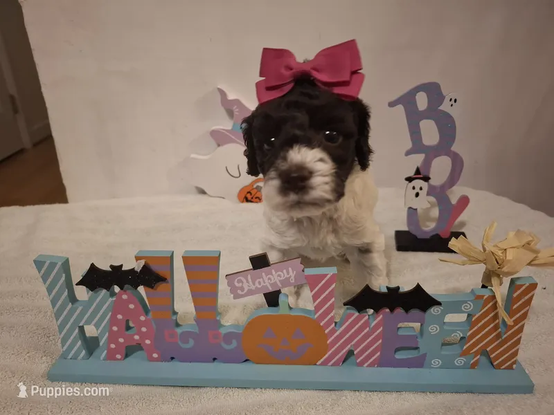 Bella – Cockapoo puppy for sale in Statesville, NC