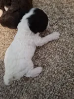 Dolly, a female Cockapoo for sale in Statesville, NC – 2 of 10