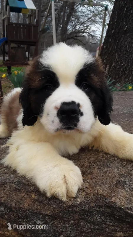 Winston – Saint Bernard puppy for sale in Statesville, NC