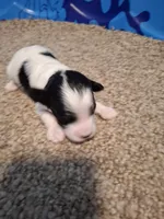 Rosie , a female Cockapoo for sale in Statesville, NC – 10 of 10