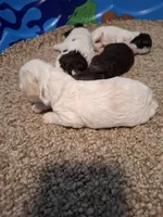 Sophie, a female Cockapoo for sale in Statesville, NC – 10 of 10