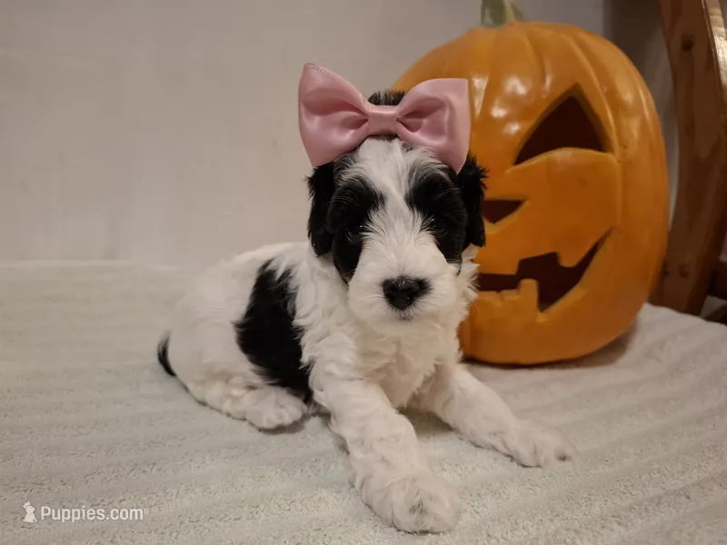 Rosie  – Cockapoo puppy for sale in Statesville, NC