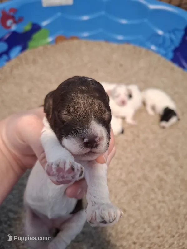 Bella – Cockapoo puppy for sale in Statesville, NC