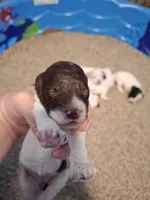 Bella, a female Cockapoo for sale in Statesville, NC – 1 of 10