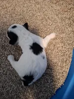 Benji, a male Cockapoo for sale in Statesville, NC – 5 of 10