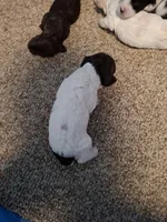 Bella, a female Cockapoo for sale in Statesville, NC – 4 of 10