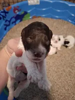 Bella, a female Cockapoo for sale in Statesville, NC – 6 of 10
