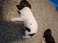 Bella, a female Cockapoo for sale in Statesville, NC – 5 of 10