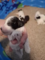Dolly, a female Cockapoo for sale in Statesville, NC – 5 of 10
