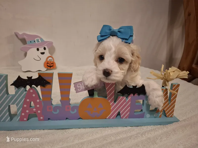 Sophie – Cockapoo puppy for sale in Statesville, NC