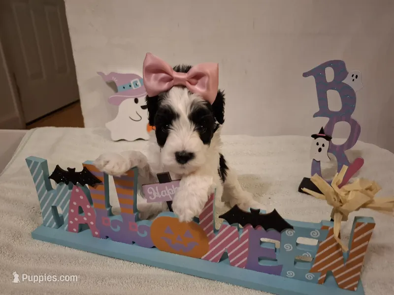 Rosie  – Cockapoo puppy for sale in Statesville, NC
