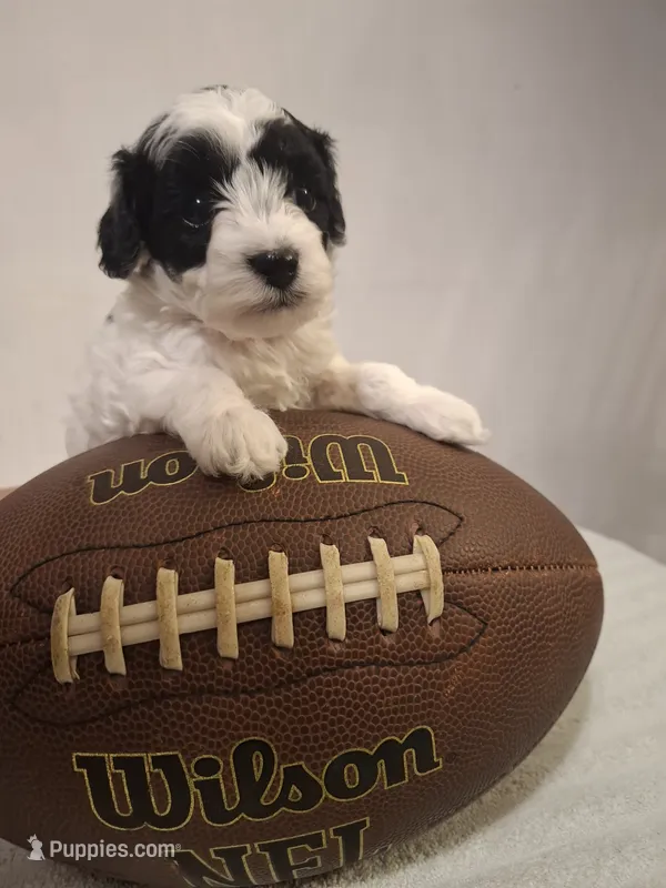 Benji – Cockapoo puppy for sale in Statesville, NC