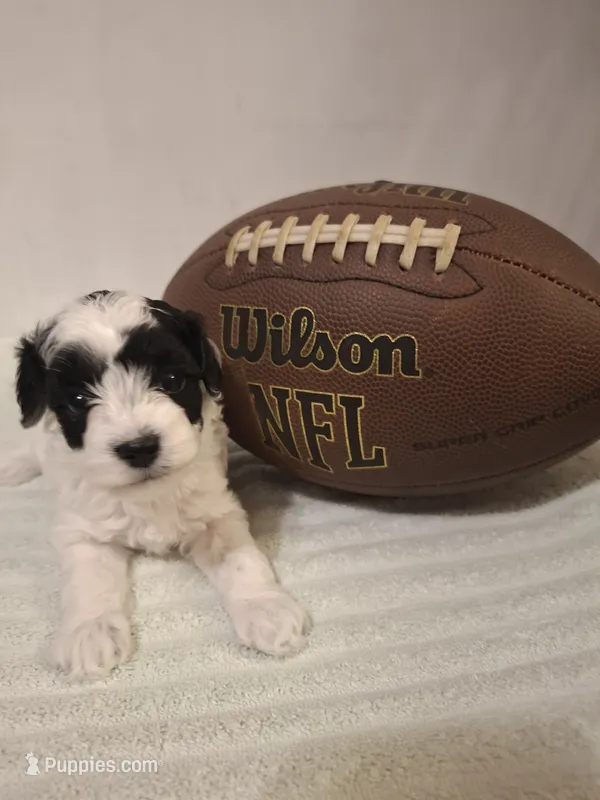 Benji – Cockapoo puppy for sale in Statesville, NC
