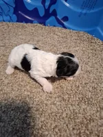 Rosie , a female Cockapoo for sale in Statesville, NC – 7 of 10