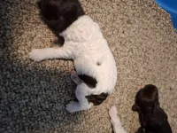 Bella, a female Cockapoo for sale in Statesville, NC – 10 of 10