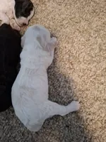 Sophie, a female Cockapoo for sale in Statesville, NC – 3 of 10