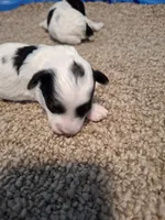 Benji, a male Cockapoo for sale in Statesville, NC – 8 of 10