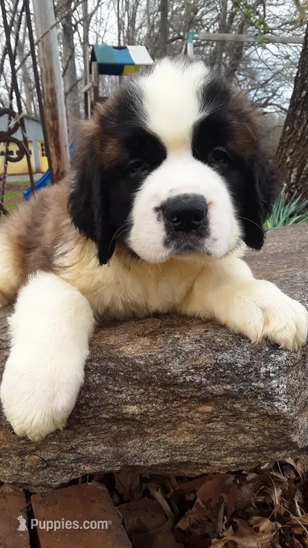 Oliver – Saint Bernard puppy for sale in Statesville, NC