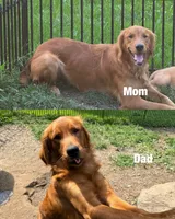 Red Girl, a female Golden Retriever for sale in Louisville, OH – 4 of 7