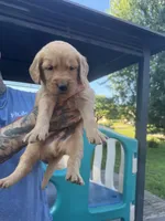 Big Blue and his Brothers, a male Golden Retriever for sale in Louisville, OH – 8 of 9