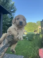 Big Blue and his Brothers, a male Golden Retriever for sale in Louisville, OH – 7 of 9