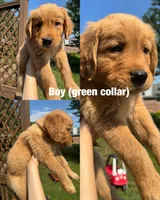 Sweet boy, a male Golden Retriever for sale in Louisville, OH – 2 of 5