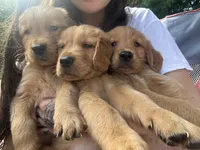 Boys (3) Girls (1) available , a male Golden Retriever for sale in Louisville, OH – 6 of 9