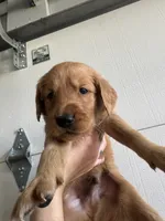 Big Blue and his Brothers, a male Golden Retriever for sale in Louisville, OH – 3 of 9